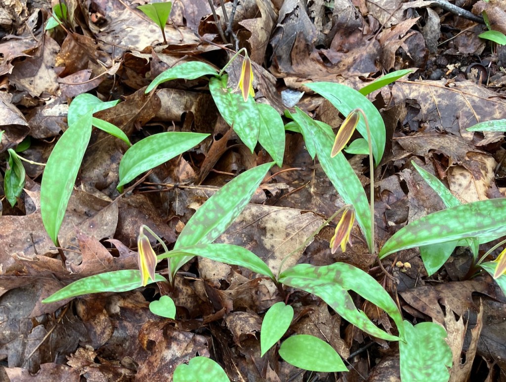 trout lilies in old leaves, with mottled green leaves, and yellow and brown blooms