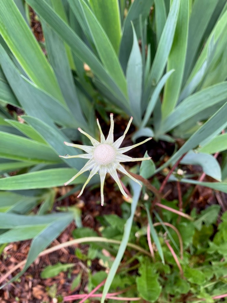 a white star shape of a dandelion plant, surround by angular green iris leaves.
