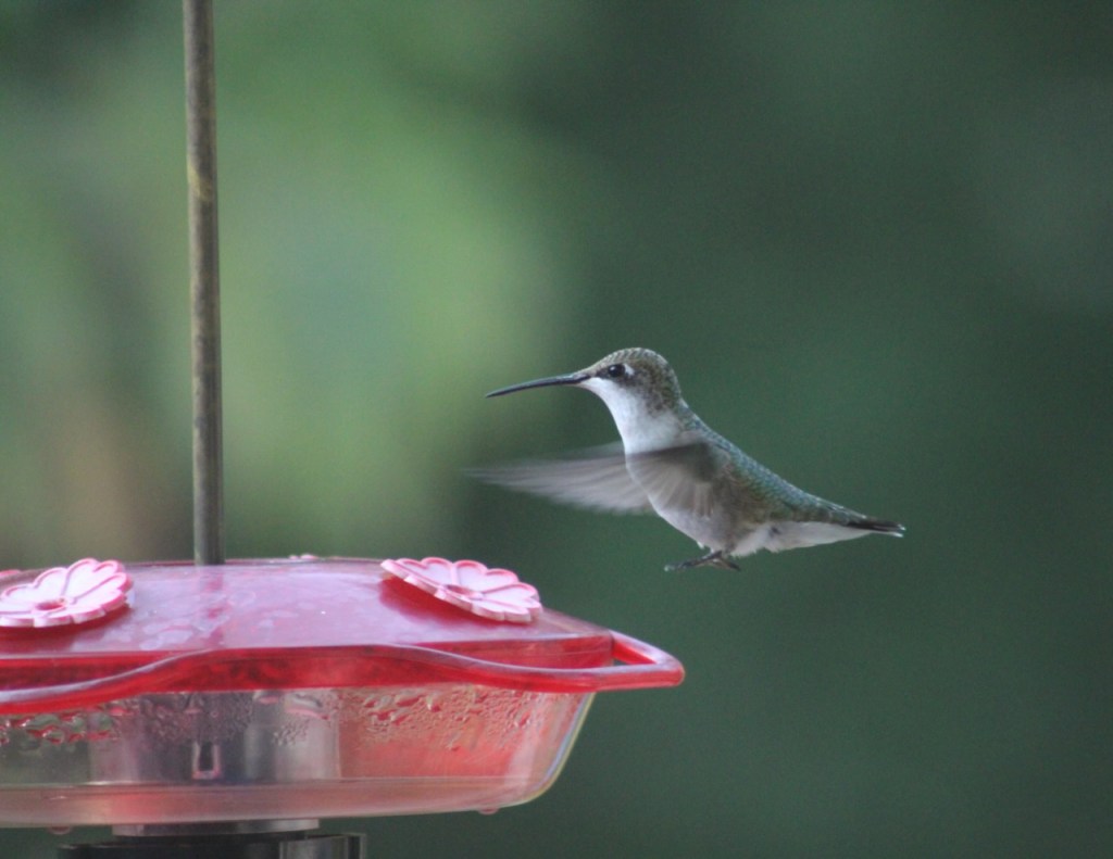 female hummingbird flying near red feeder