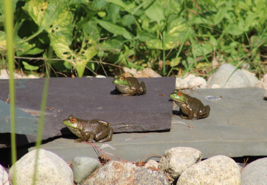 Three frogs sitting on slate rocks 