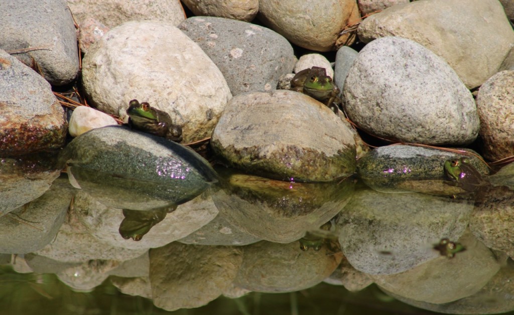 three more frogs on rocks and in water