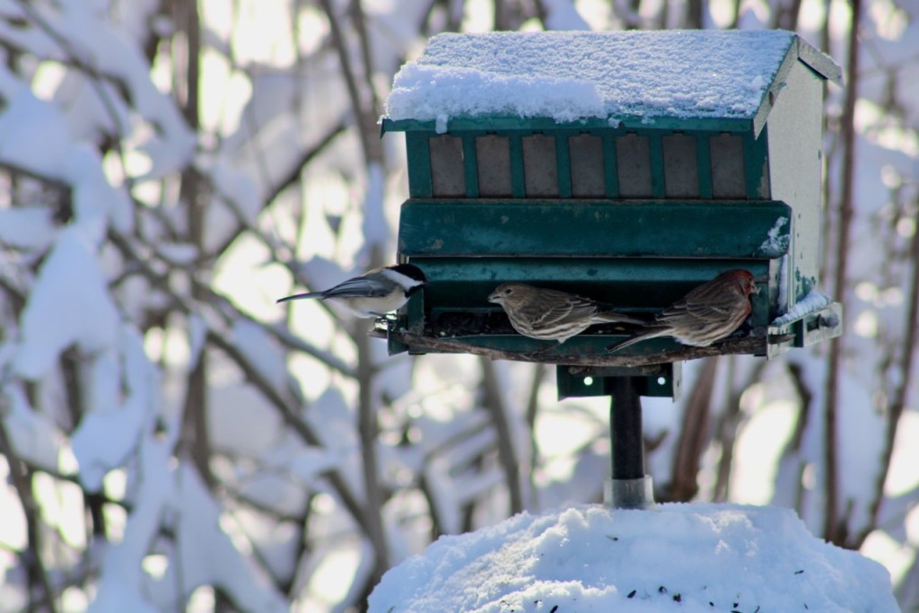 Snowy setting, dark green bird feeder with three birds, a chickadee and two finches.