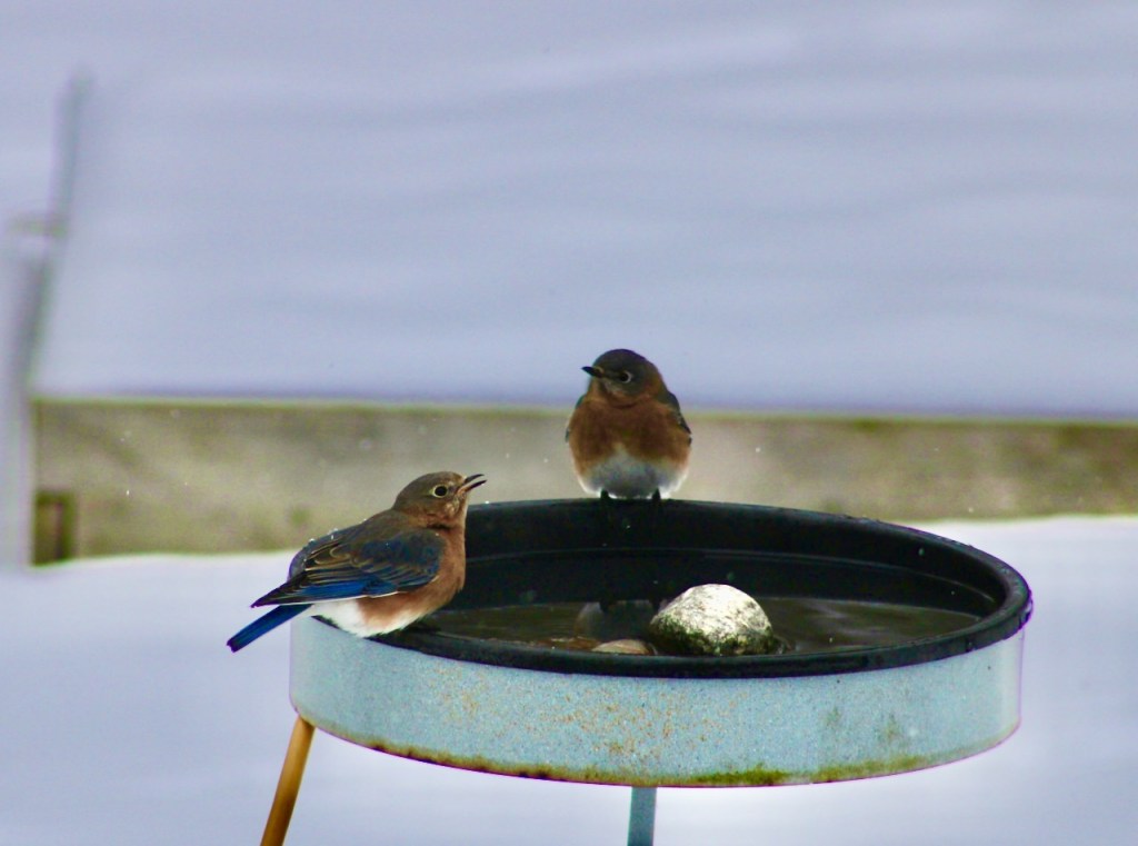 Two bluebirds perches on a circular heated bird bath.