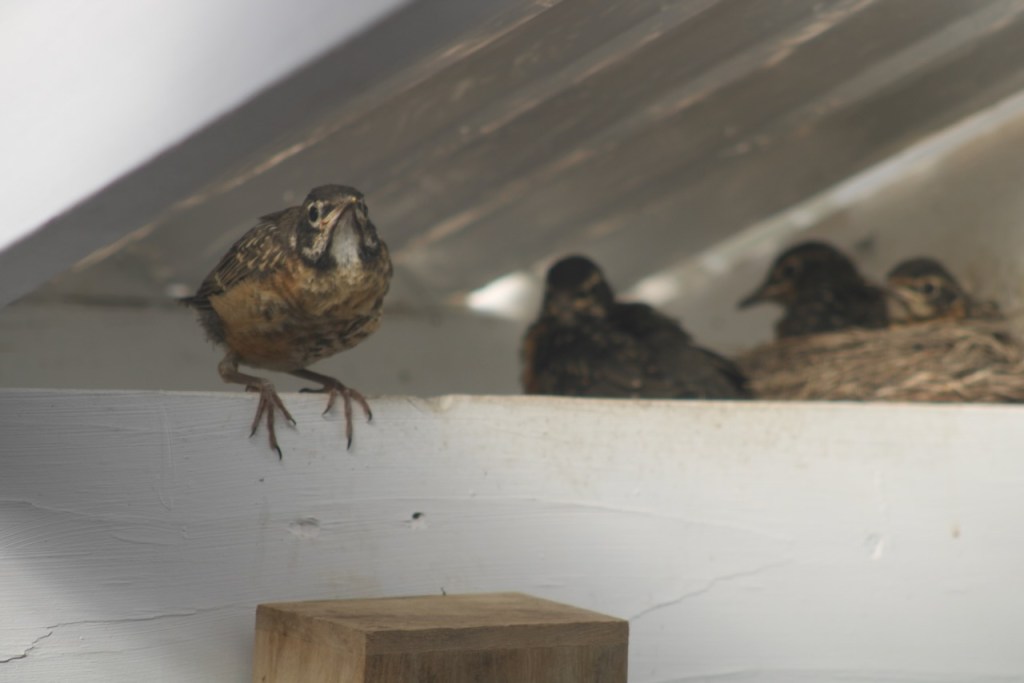 One baby robin perches on the edge of the beam, its claw like feet over the edge. The other three are in the background, two back in the nest.