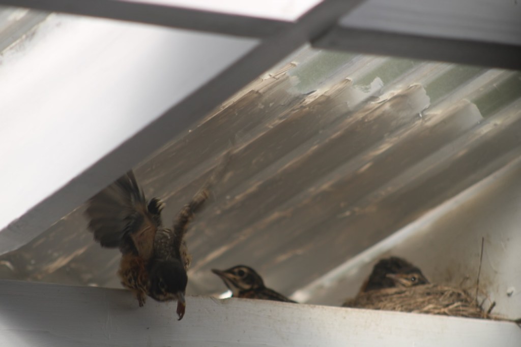 Blurry image of baby robin taking flight down from the beam. Others watching from background.