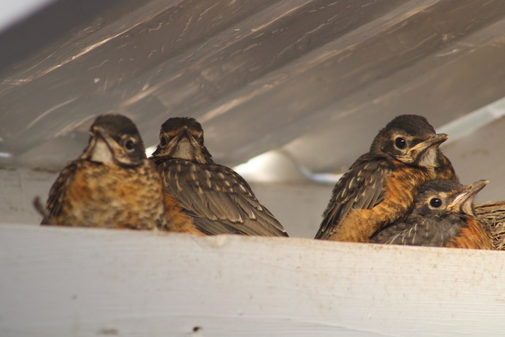 Four nestling robins on a beam next to their nest.