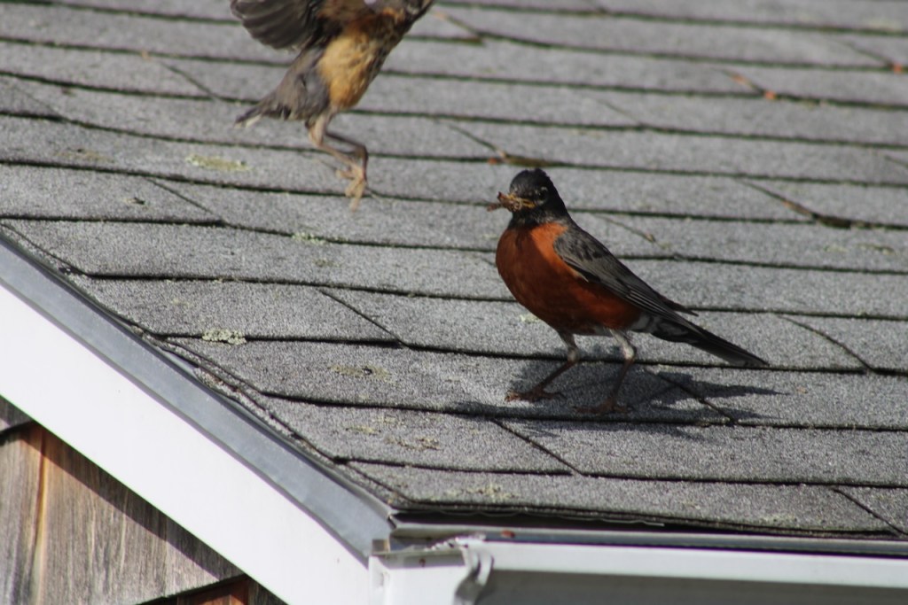 Adult robin perched on garage roof, and you can see the feet and part of the body of the fledgling coming into view from above.