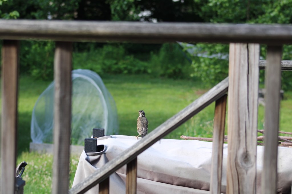 Small fledgling seen through deck rails with backyard in the background, netted raised bed, trees, grass.