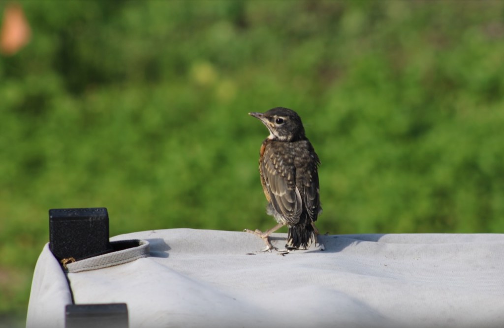 Fledgling on top of gray canvas cover, green blurry background.