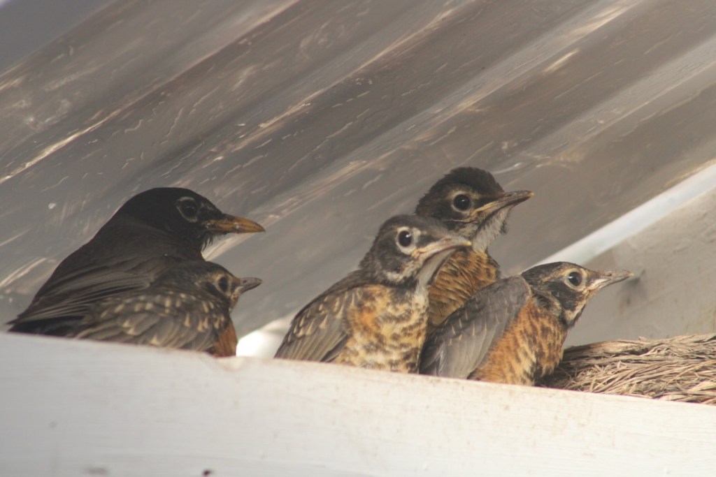 Parent robin with the four nestlings on the beam.