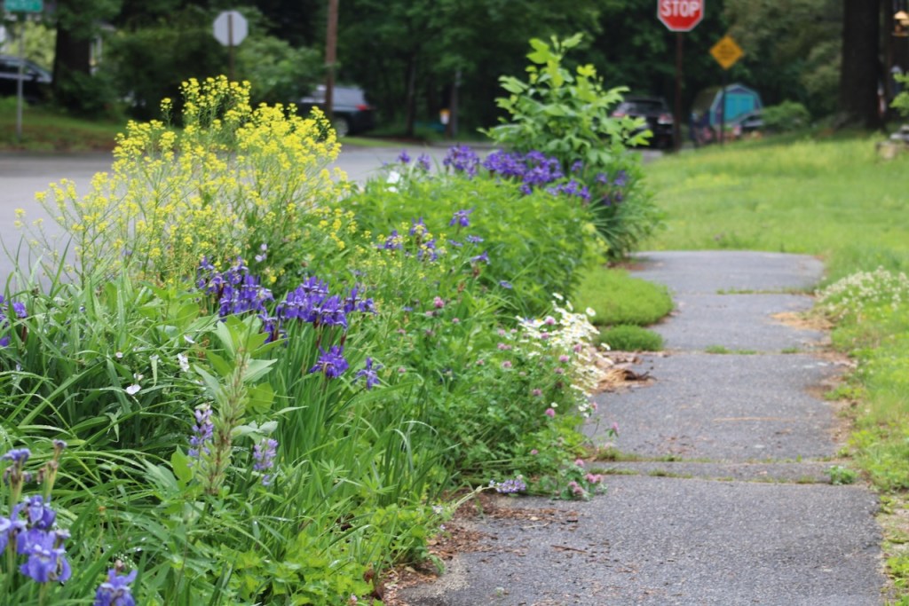 Roadside flower bed with purple siberian irises blooming, and yellow turkish rocket, and many other plants crowded together next to a sidewalk.