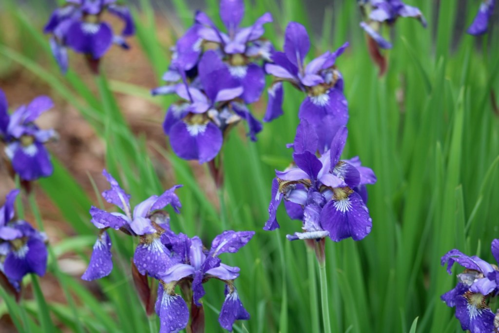 close up of purple Siberian Irises.