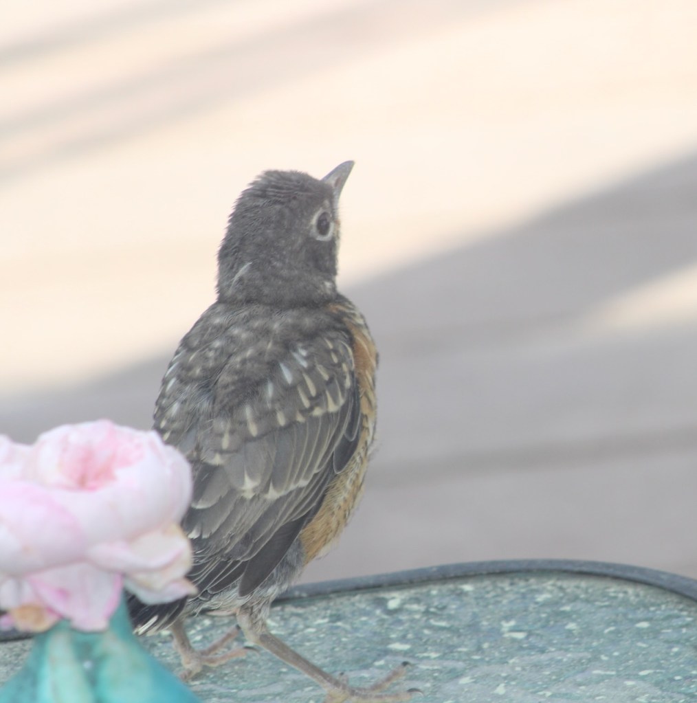 on the left is a pink rose flower in a turquoise vase. the fledgling is posed to the right of it looking right.