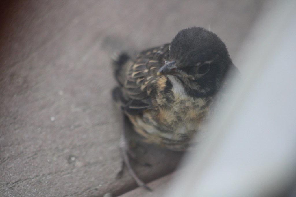 Baby robin now a fledgling poised on the floor of the deck.