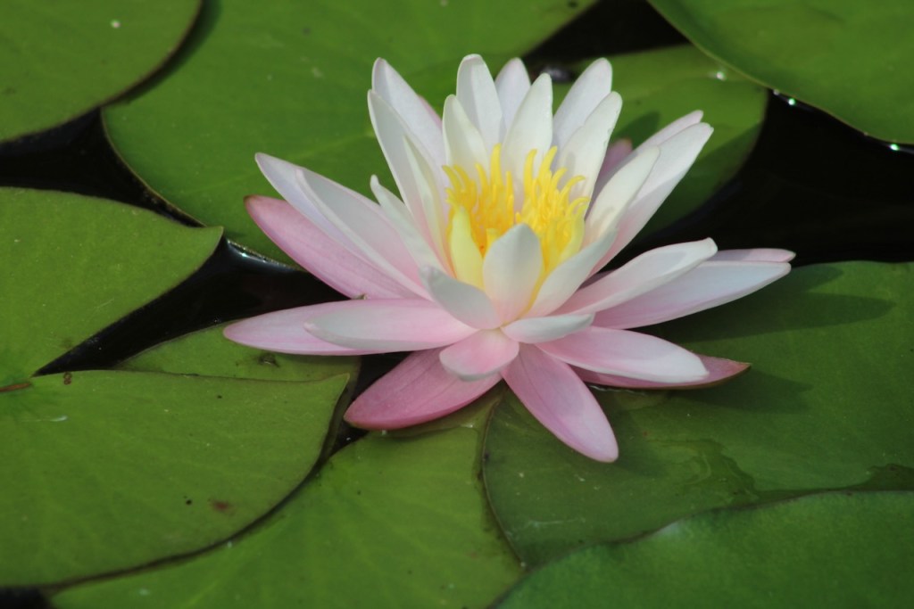 water lily, white petals, yellow center, and pink lower petals, surrounded by green round leaves in water