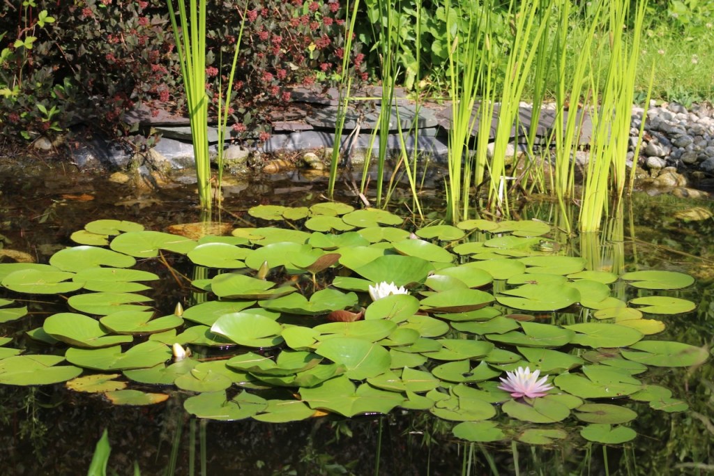 pond with abundant green lily pads and a few flowers blooming, with reed like plants behind.