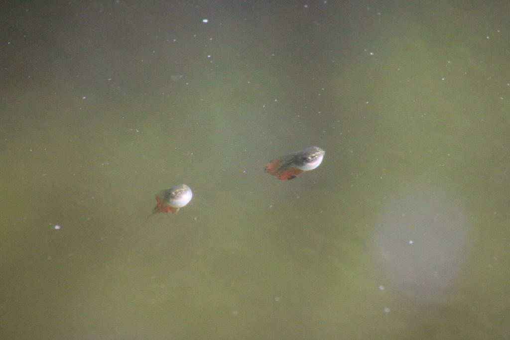 very round tadpoles with orange tails in greenish water