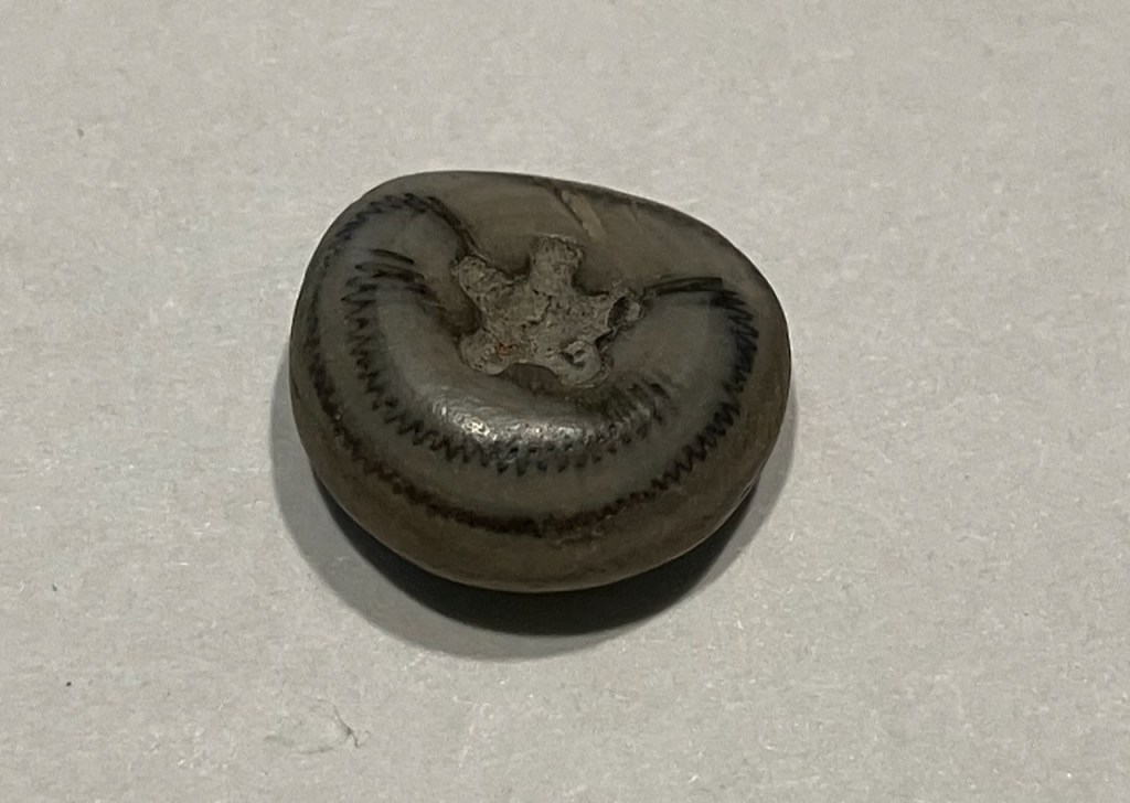 reverse side of small gray stone with star shape indentation, and dark zigzag lines.